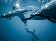 世界杯决赛记录-津门虎明晚动身前往西班牙